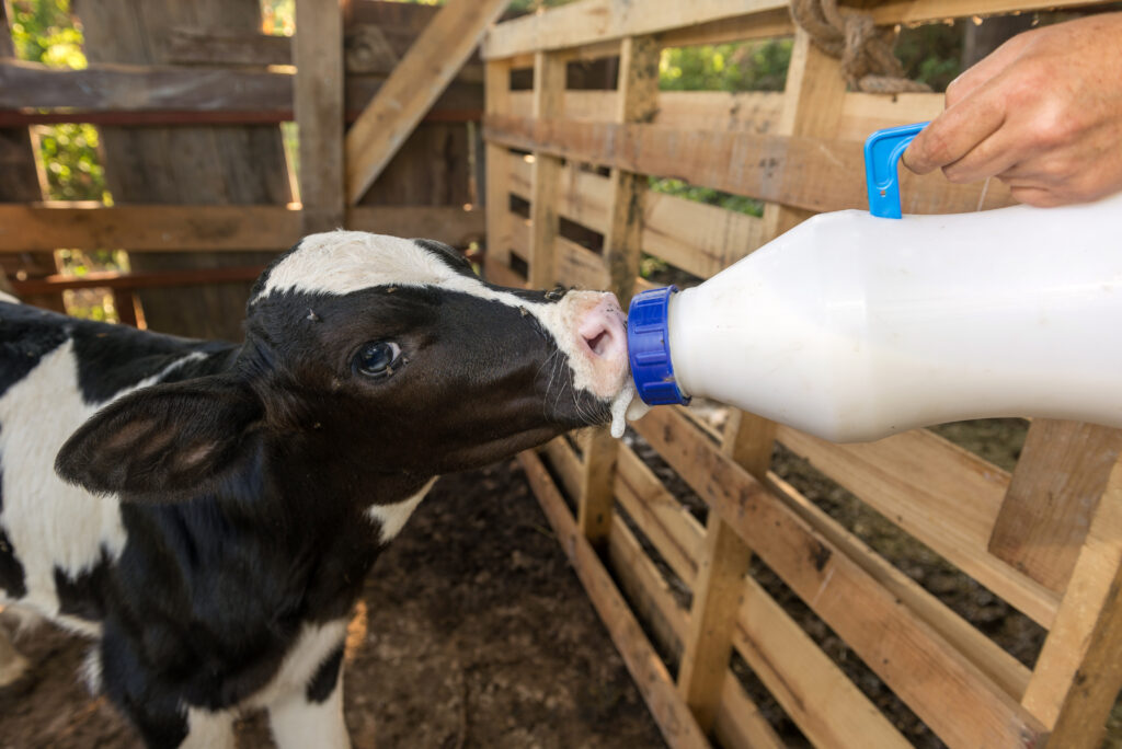 Bottle-Feeding Calf Basics: How Often to Feed