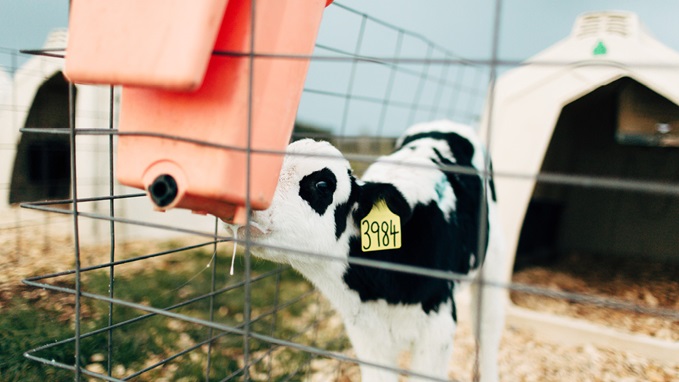 Can you overfeed a bottle calf?