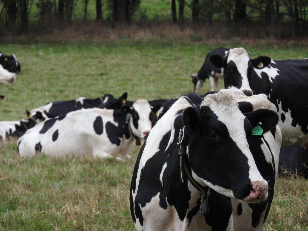 ProviCo Rural Animal Nutrition Milk Replacer Supplements