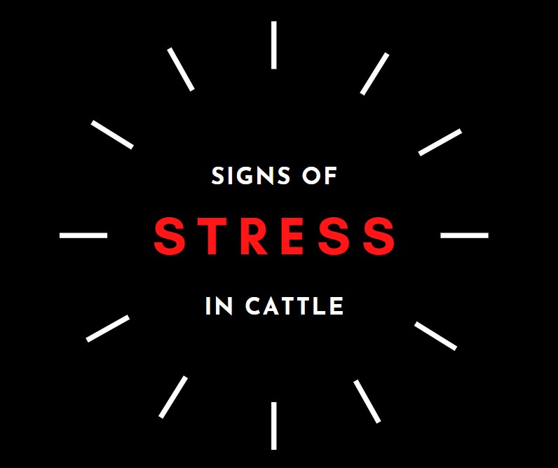 Signs of Stress in Cattle: What to Look For