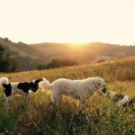 Benefits of Dogs on Your Farm