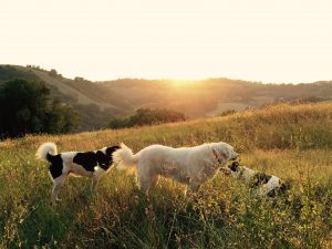 Benefits of Dogs on Your Farm