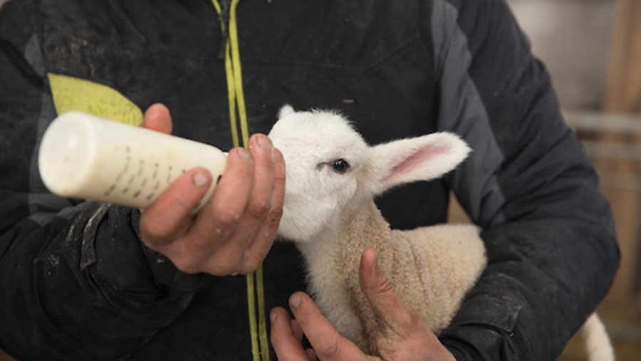 Bottle-Feeding Lambs
