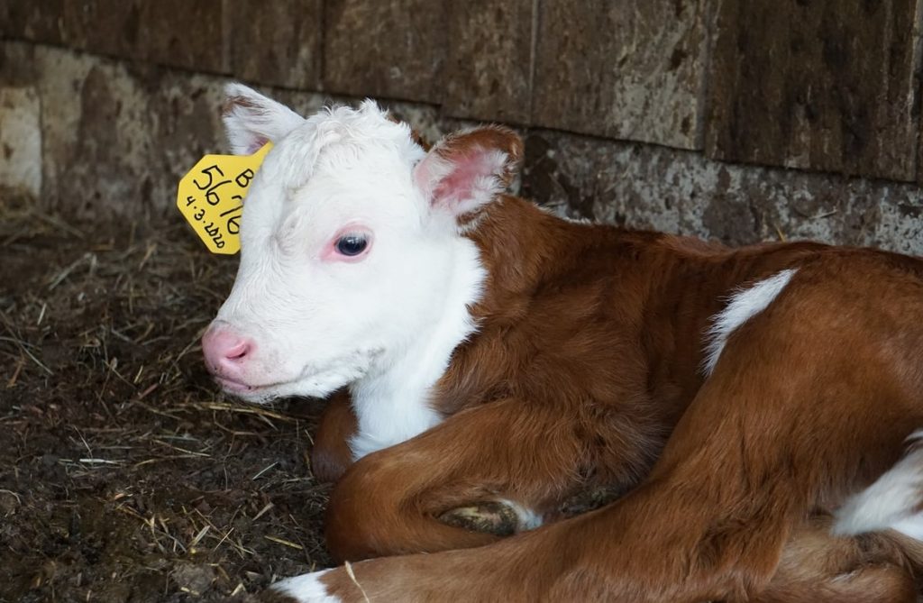 Want to make sure you're getting the most out of your cattle feed?