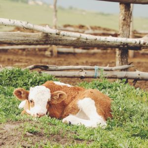 Types of Calf Diseases