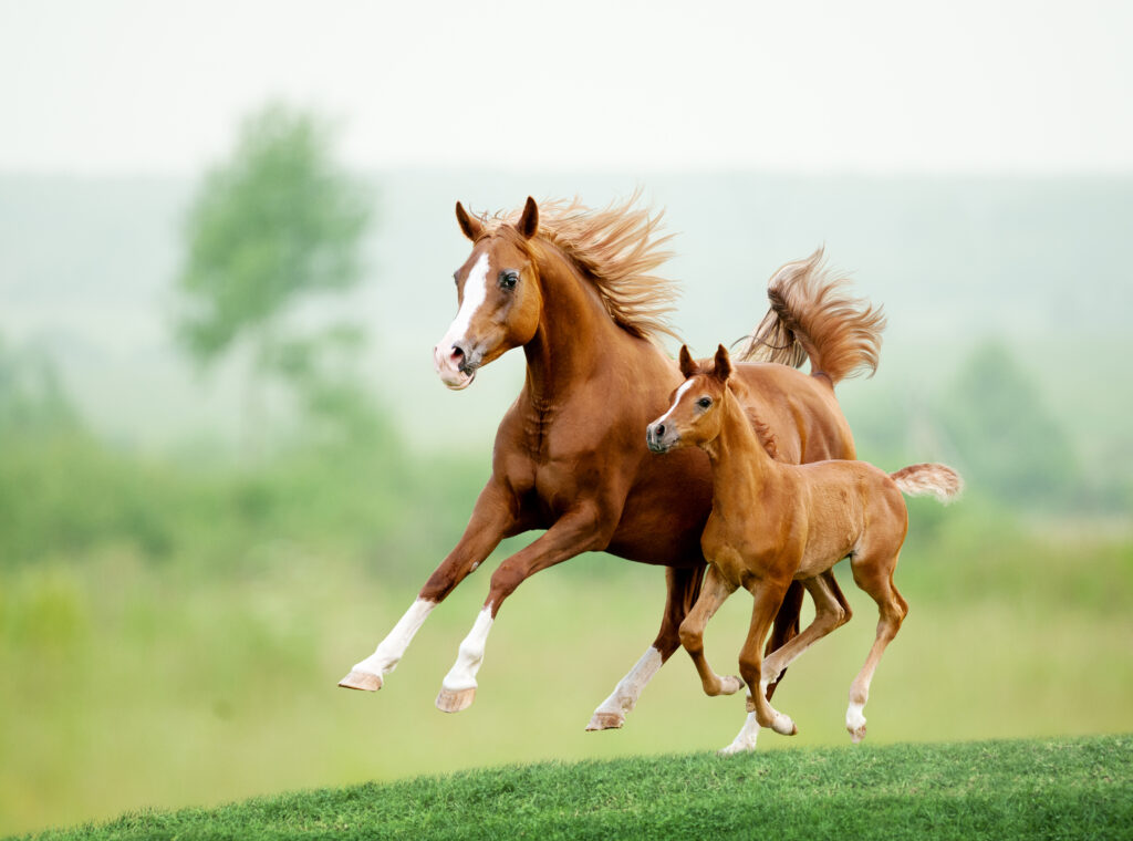 How to nurse a foal with Milk replacers