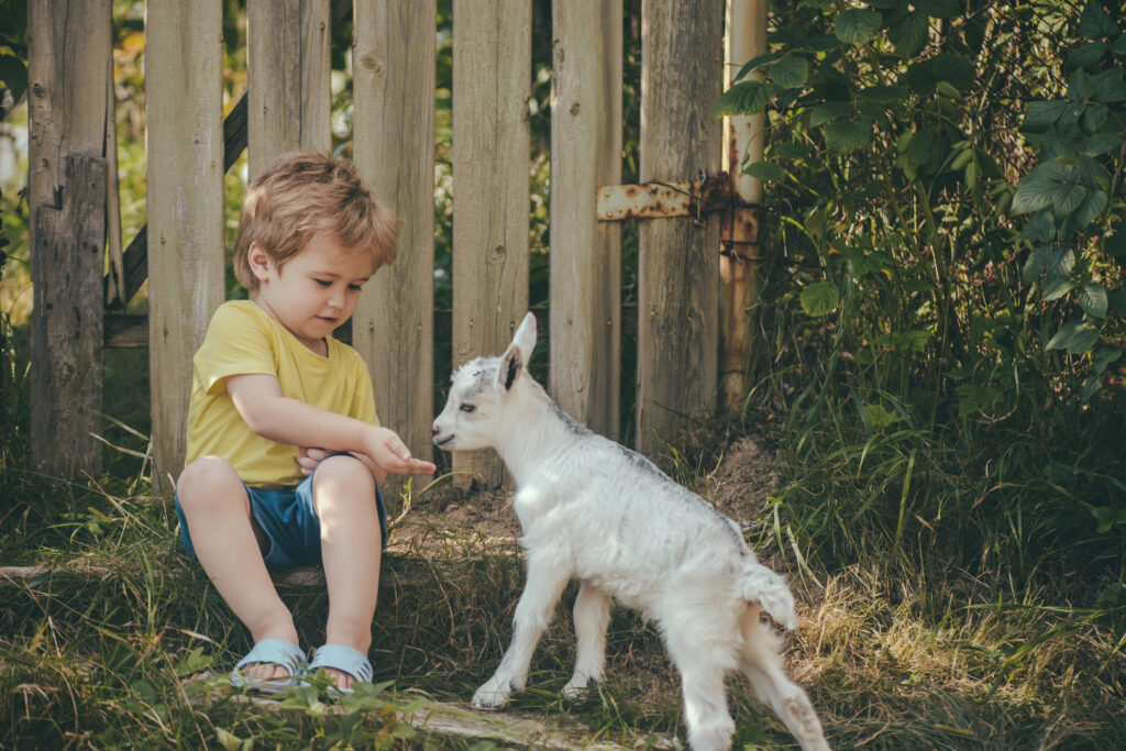 How to take care of a baby goat