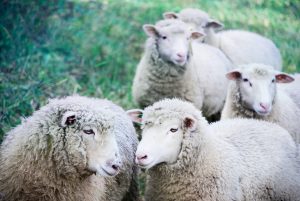 What is the gestation period for sheep