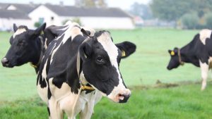 Why we need to reduce livestock gas emissions
