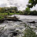 Care and treatment for live livestock after a hurricane or flood.