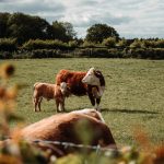 How to Prepare Your Farm for The Calving Season