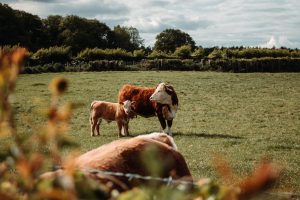 How to Prepare Your Farm for The Calving Season