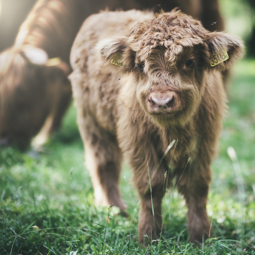Top 6 Reasons Why Livestock Is A Good Investment