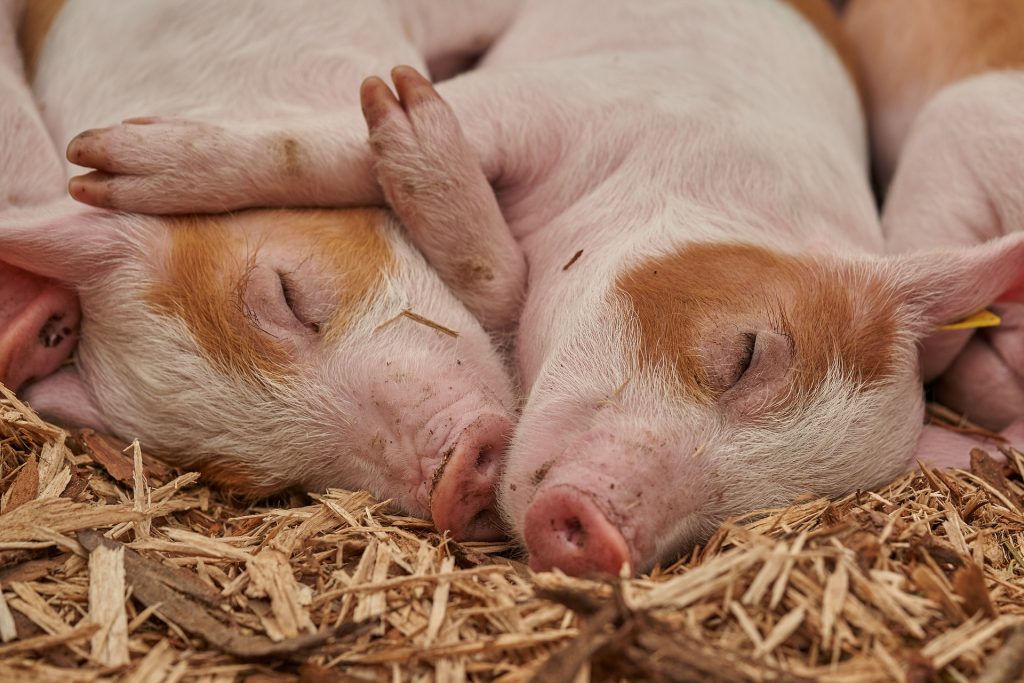 How Farm Animals Can Help Curb Your Anxiety